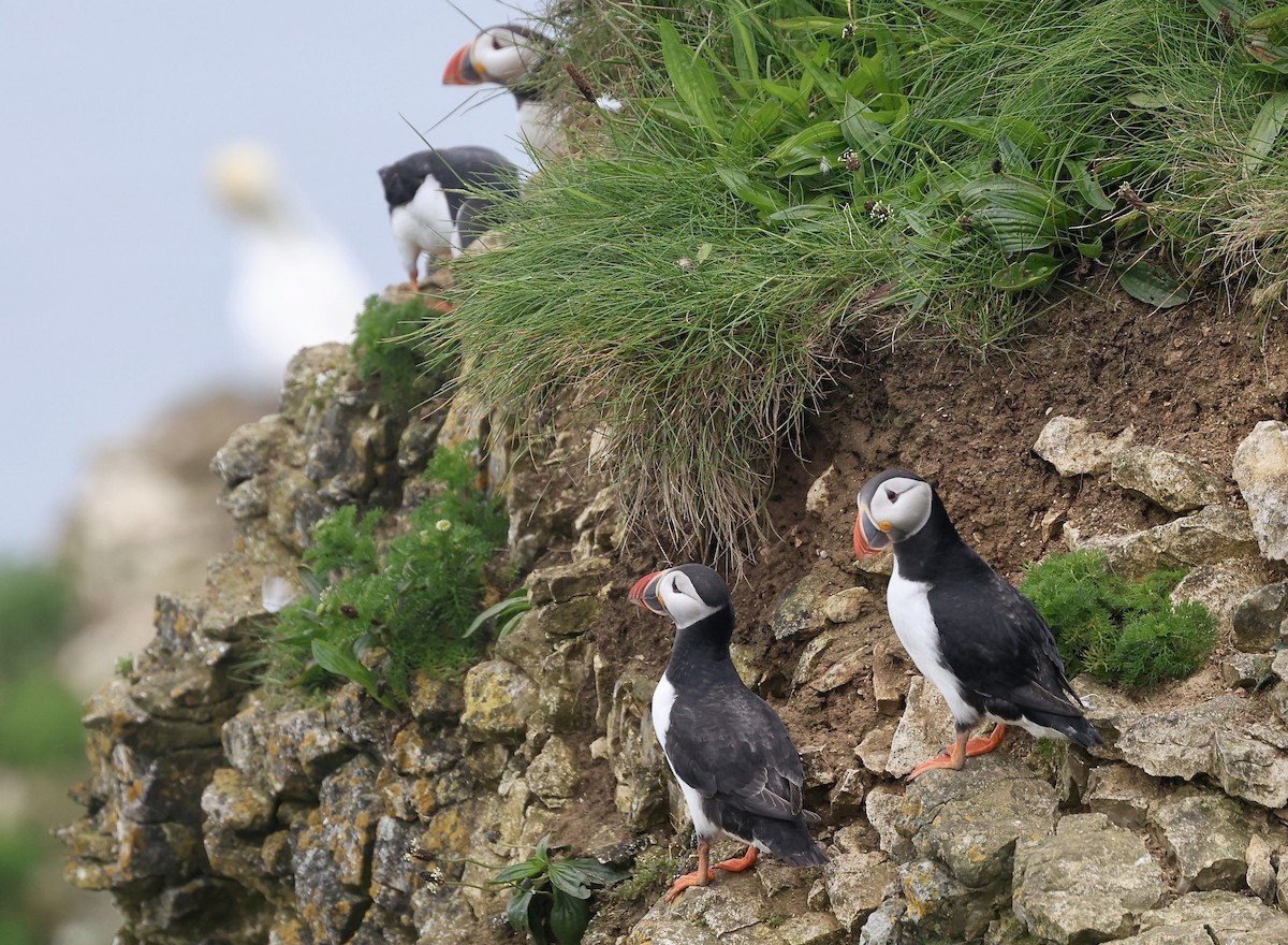 Atlantic Puffin - Will Scott