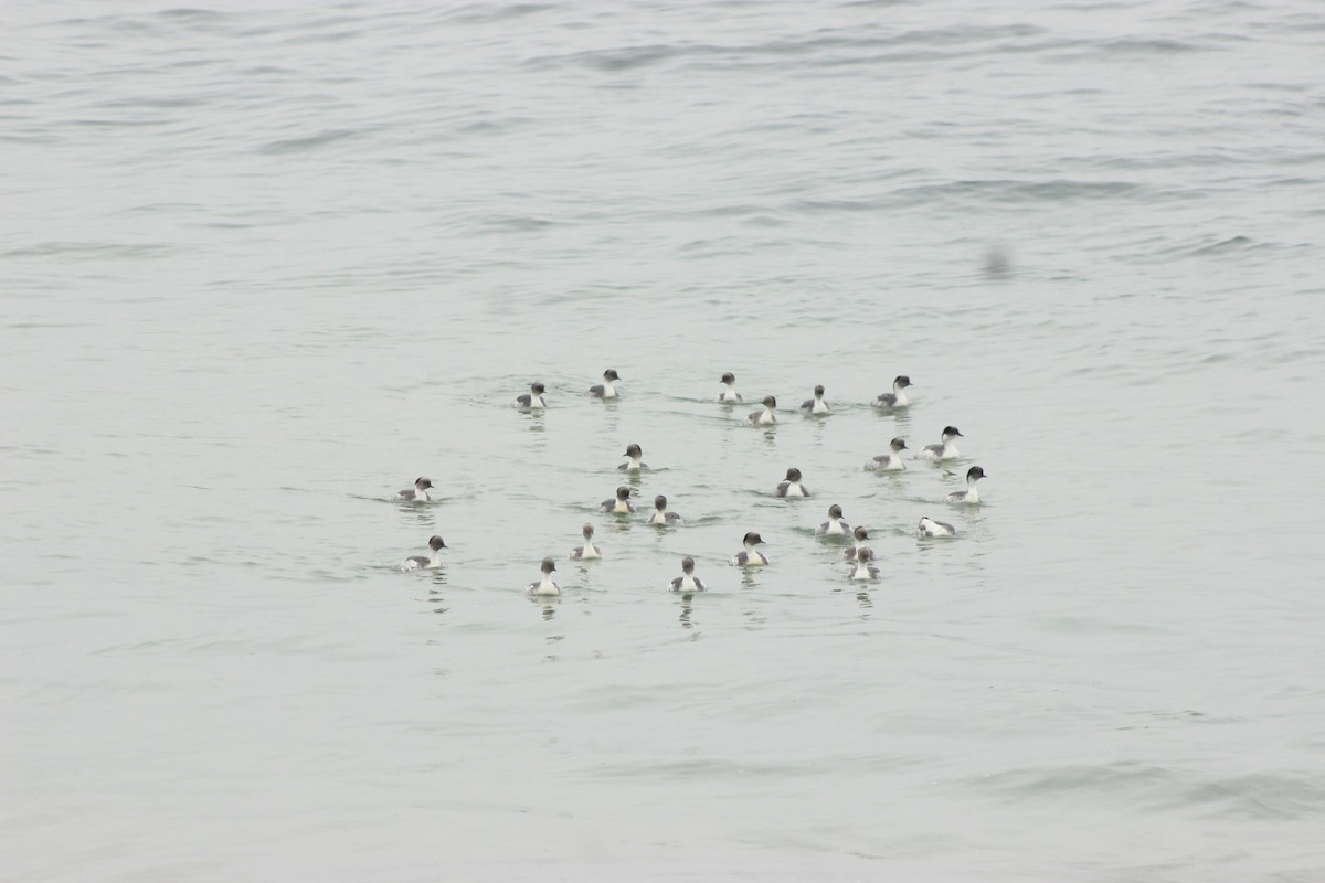 Silvery Grebe - ML619565341