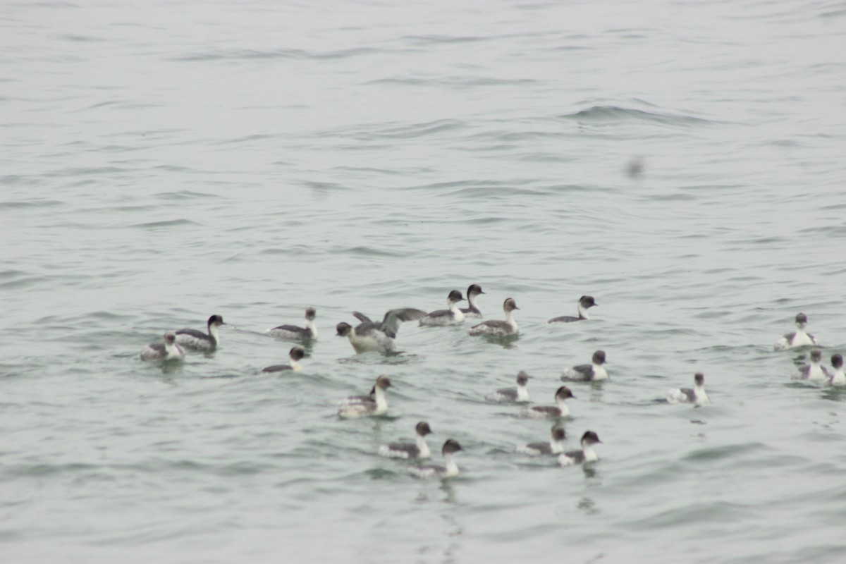 Silvery Grebe - ML619565343