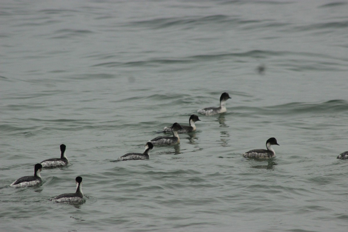 Silvery Grebe - Rafael Romagna