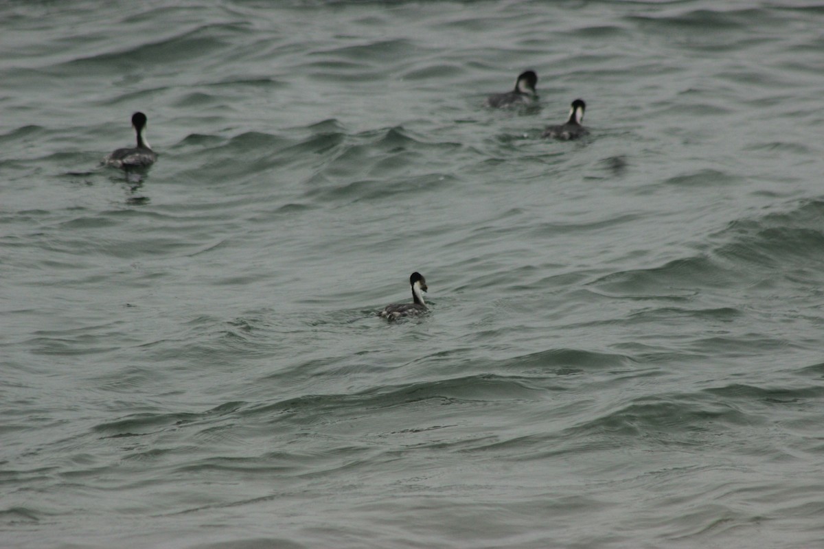 Silvery Grebe - Rafael Romagna