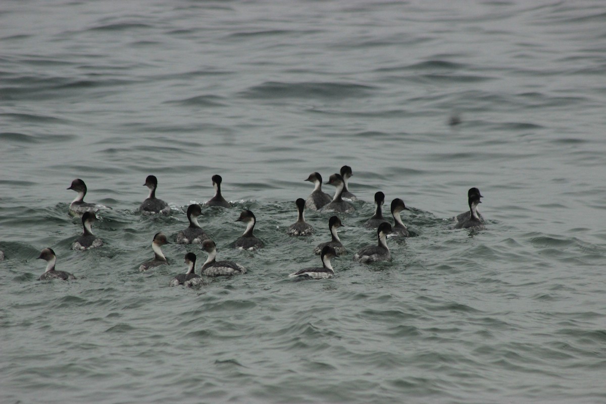 Silvery Grebe - Rafael Romagna