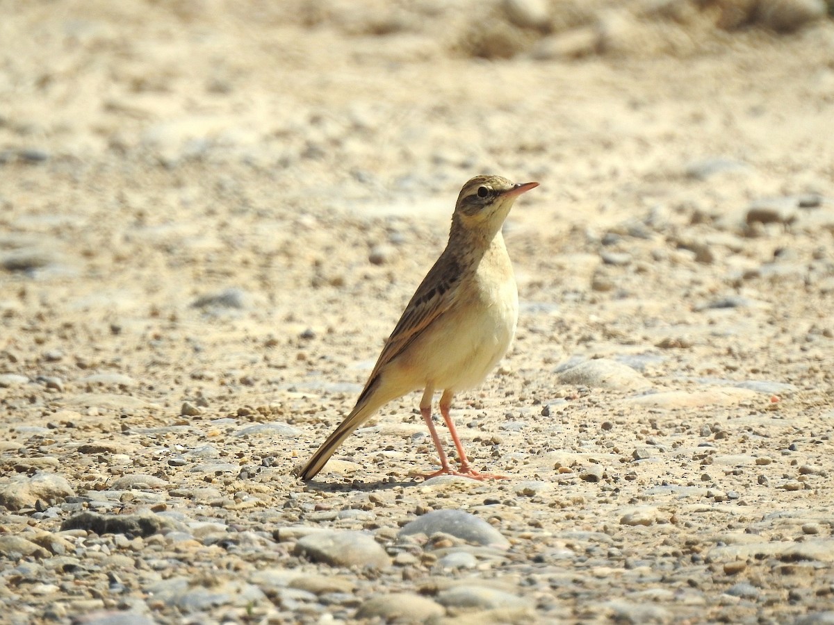 Tawny Pipit - Carmelo García Del Rey