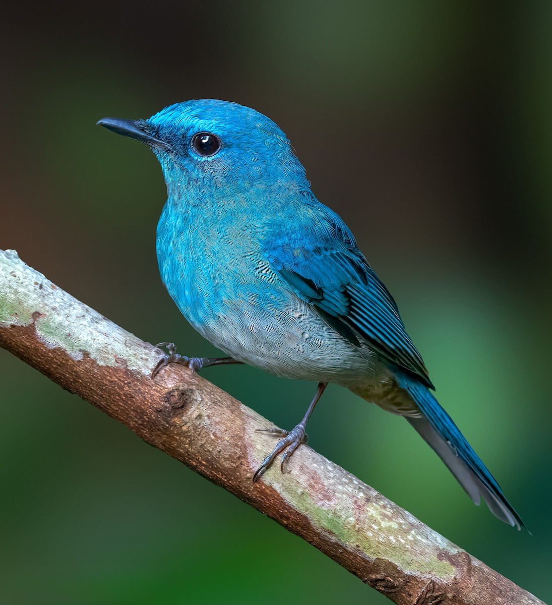 Pale Blue Flycatcher - ML619565349