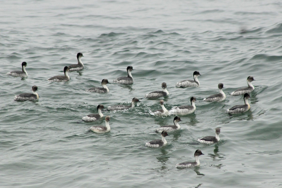 Silvery Grebe - Rafael Romagna