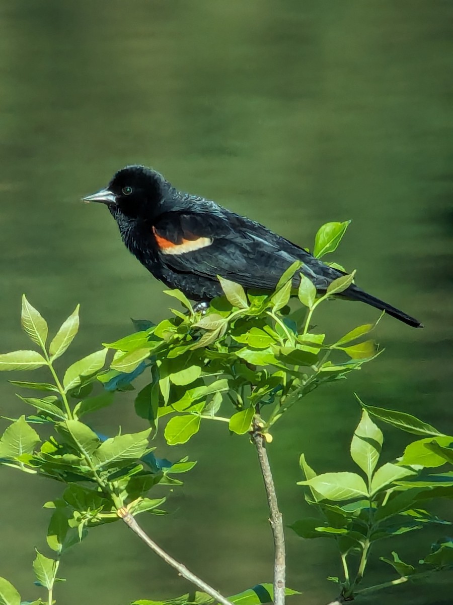 Red-winged Blackbird - Raymond Belhumeur