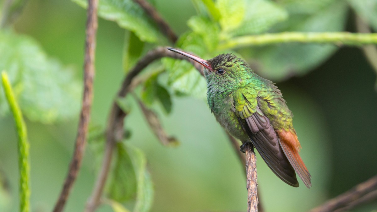 Rufous-tailed Hummingbird - John Andersen