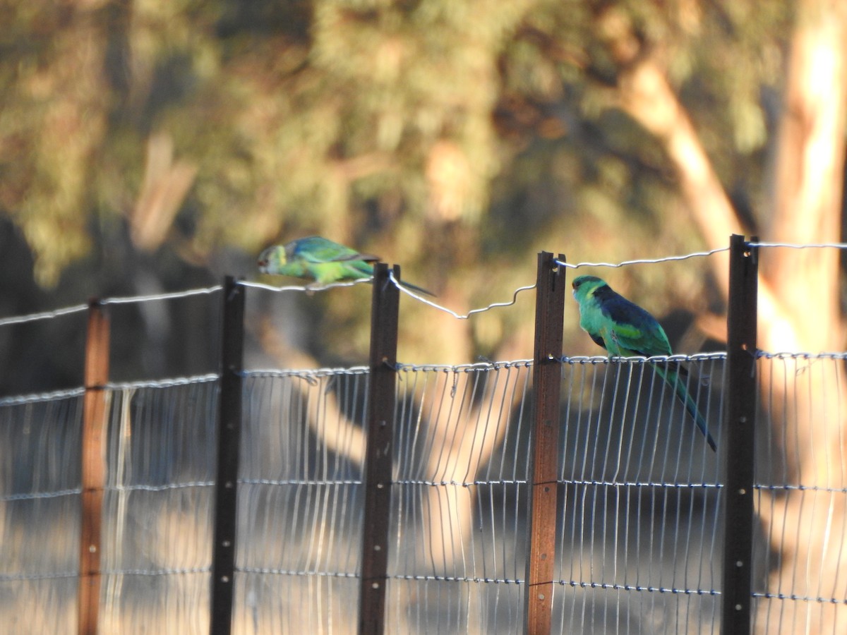 Australian Ringneck - DS Ridley