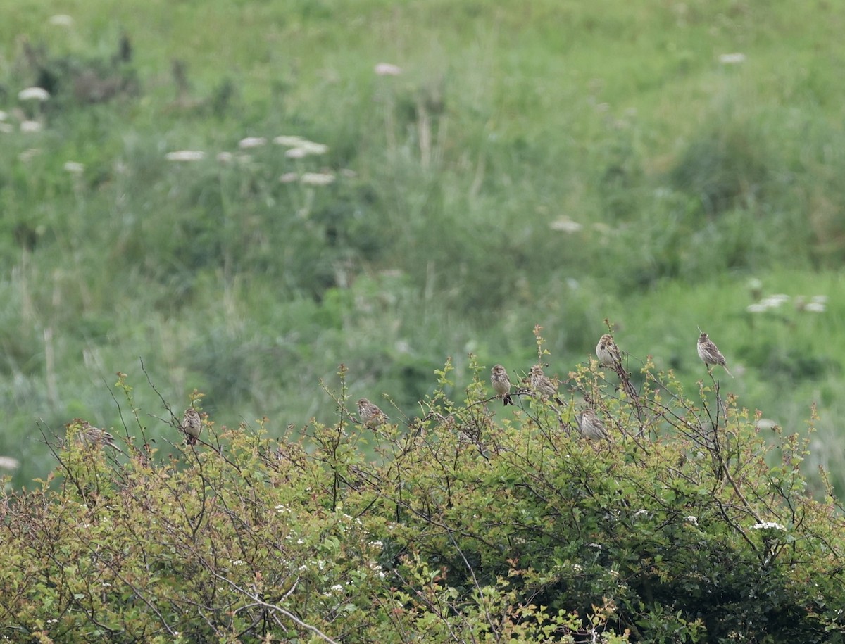 Corn Bunting - Will Scott