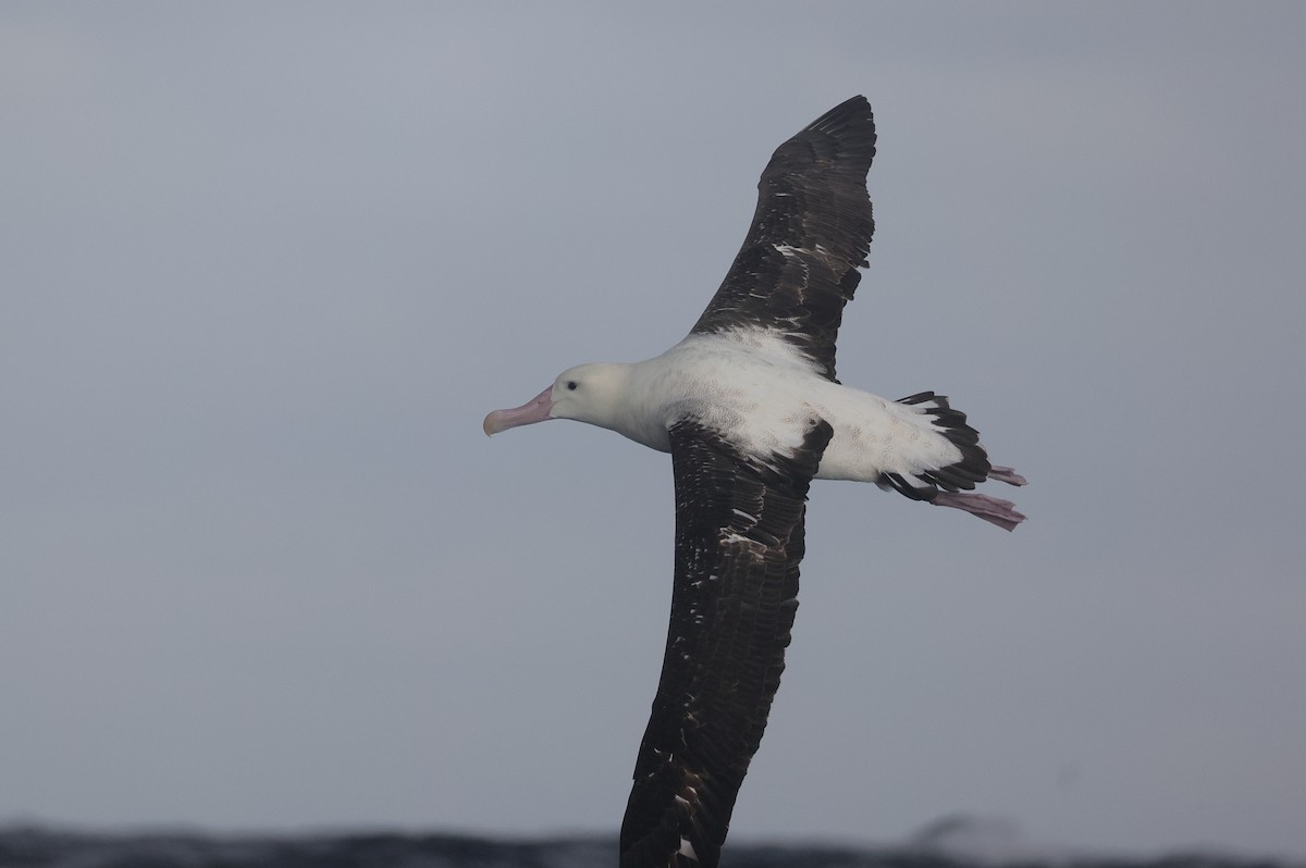 Antipodean Albatross (Gibson's) - Lau Jia Sheng