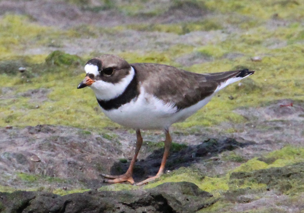 Semipalmated Plover - Samantha Engstrom