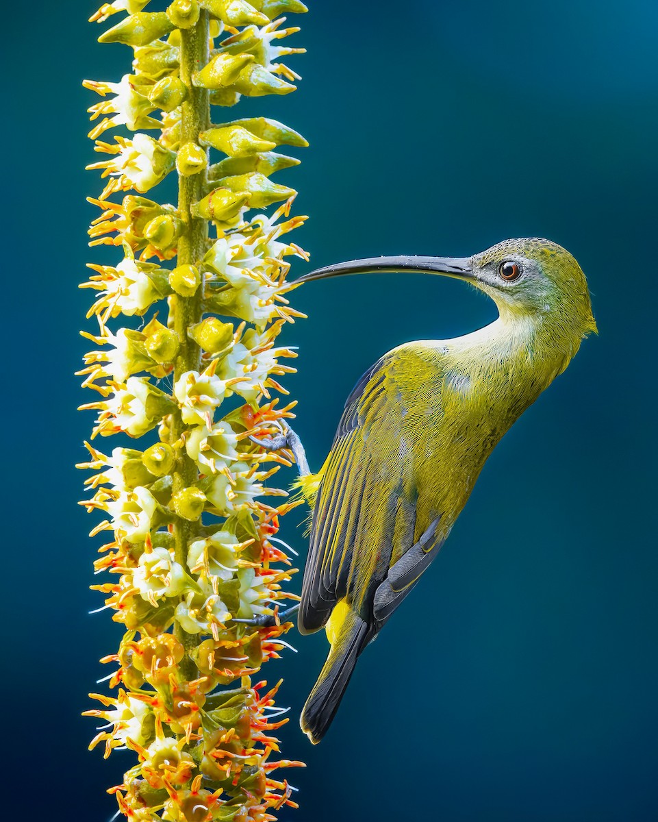 Little Spiderhunter - ML619565367