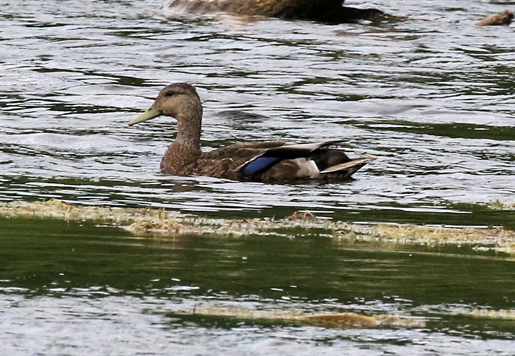 American Black Duck - Kernan Bell