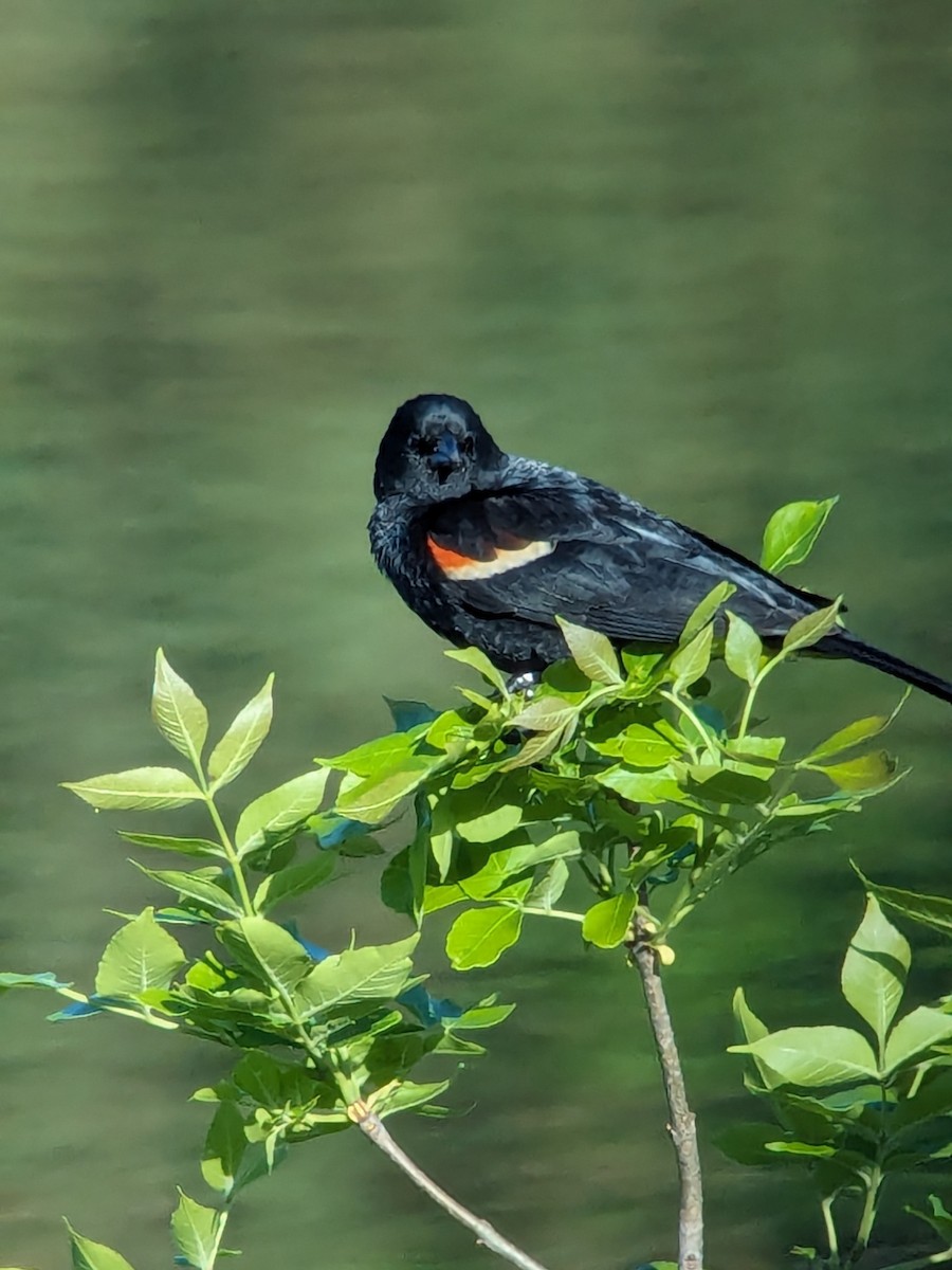 Red-winged Blackbird - ML619565379