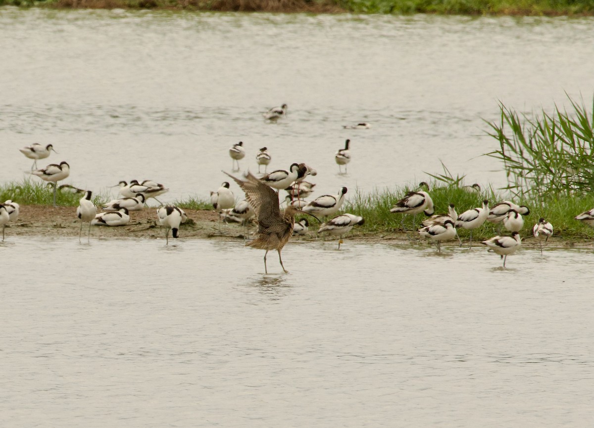 Far Eastern Curlew - Ben Sheldon