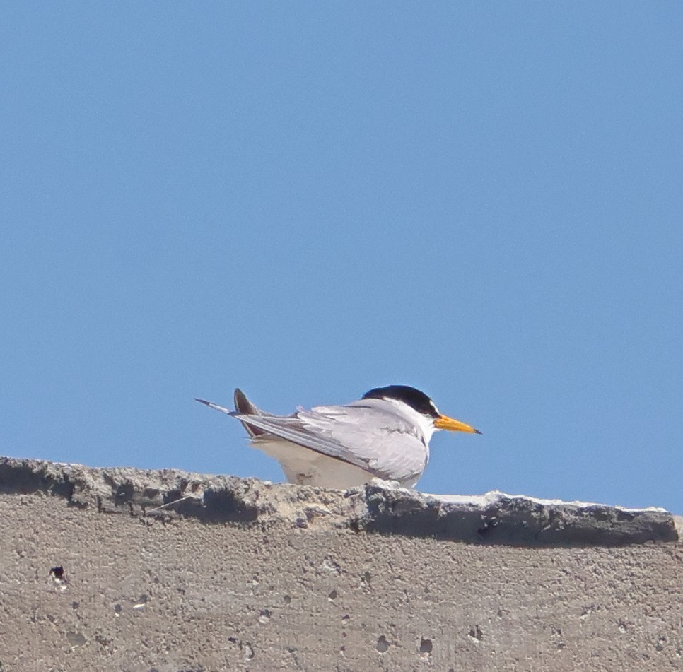 Little Tern - ML619565383