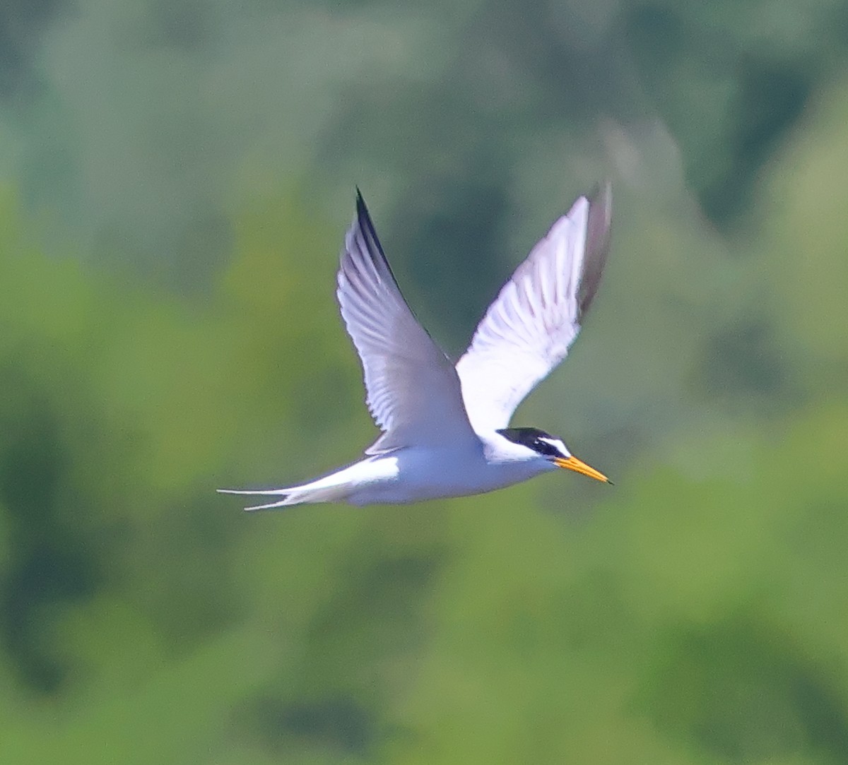 Little Tern - ML619565388