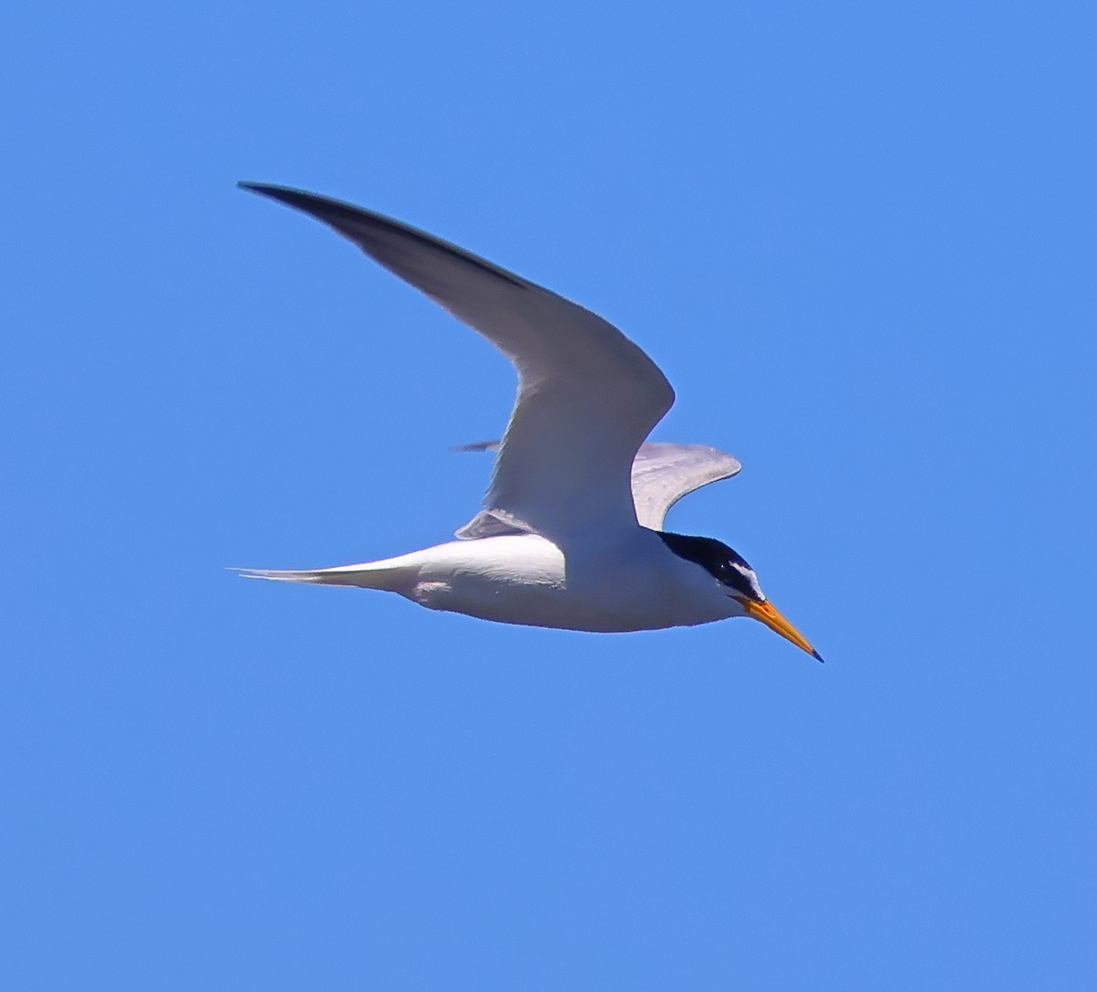 Little Tern - ML619565404