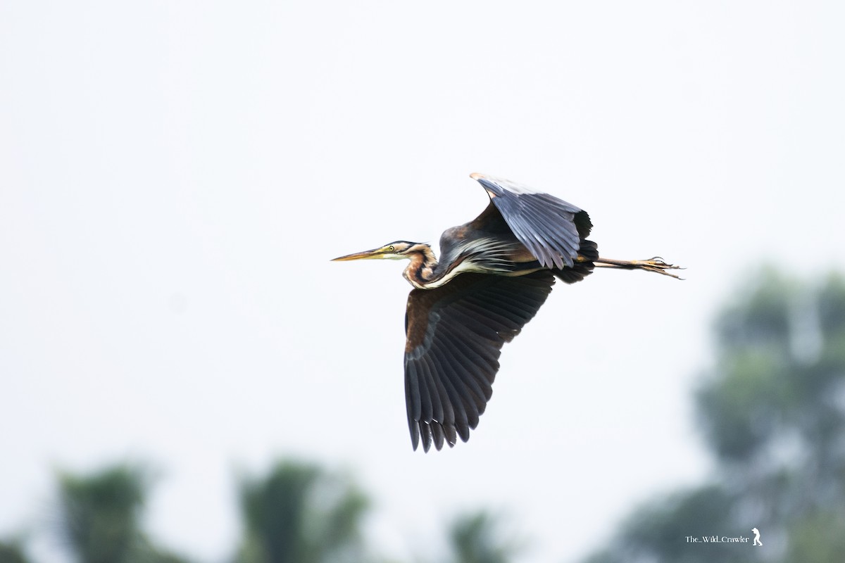 Purple Heron - Abhijith s