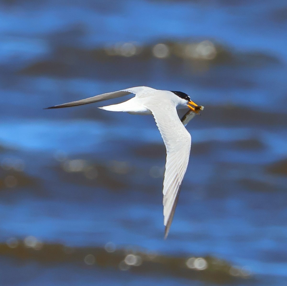 Little Tern - ML619565415