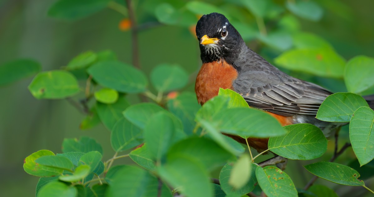 American Robin - Zachary Vaughan