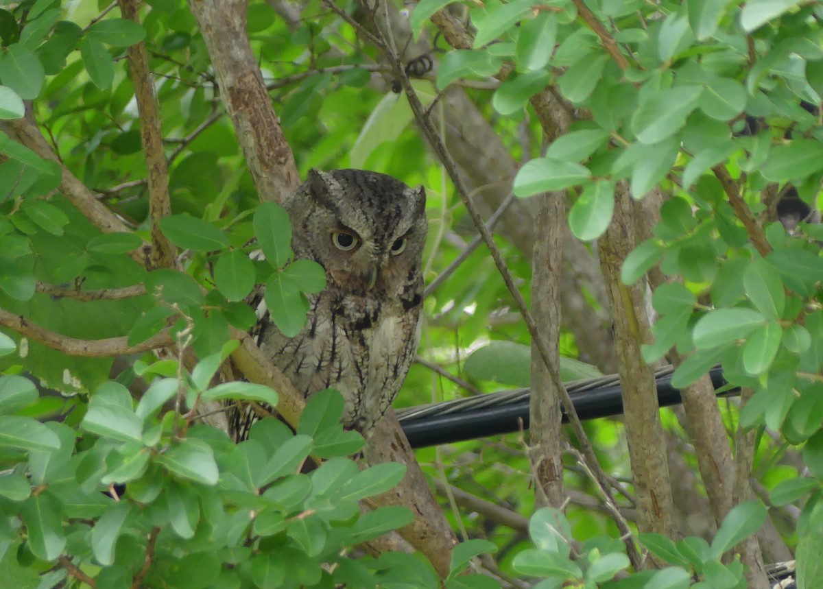 Eastern Screech-Owl - Chris Davis