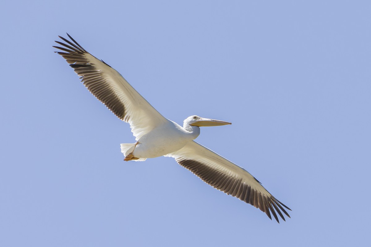 American White Pelican - ML619565424