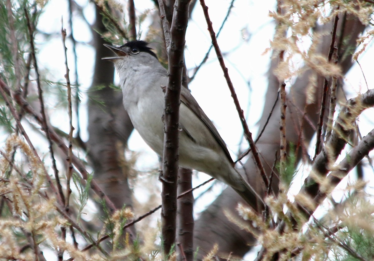 Eurasian Blackcap - ML619565427