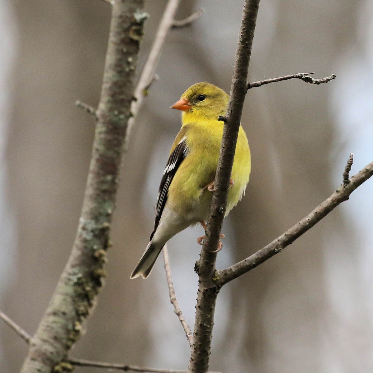 American Goldfinch - ML619565428