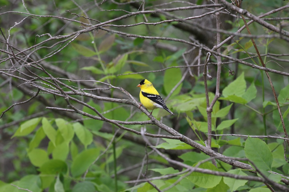 American Goldfinch - ML619565429