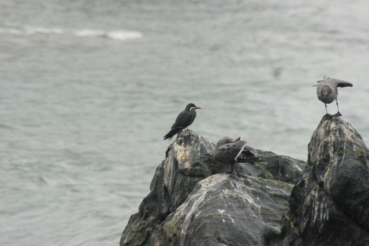 Inca Tern - Rafael Romagna