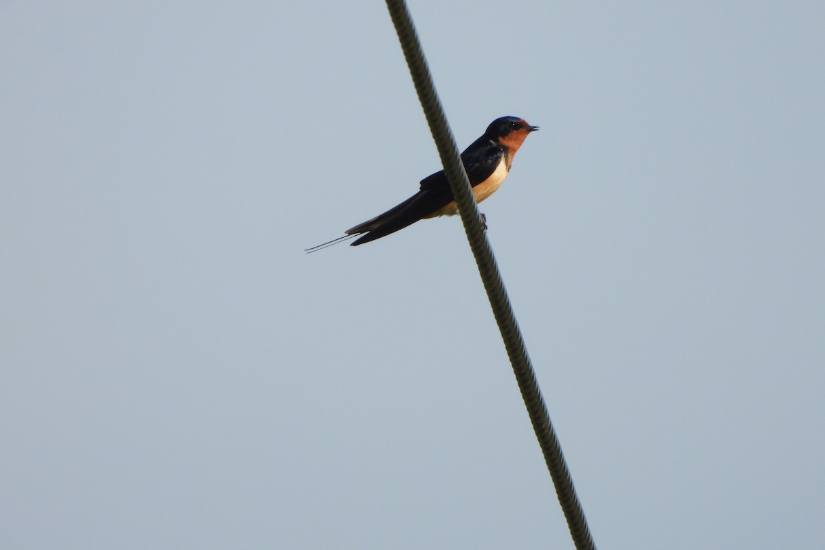 Barn Swallow - ML619565434