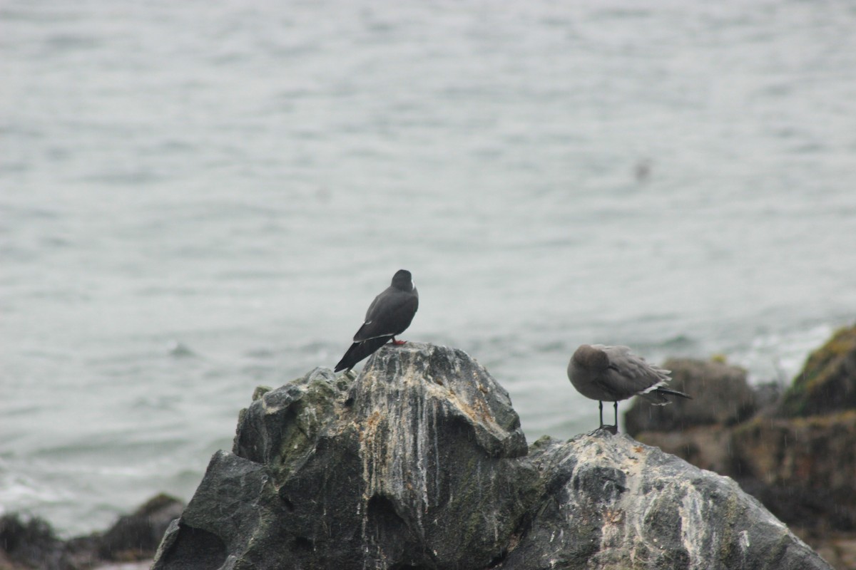 Inca Tern - Rafael Romagna