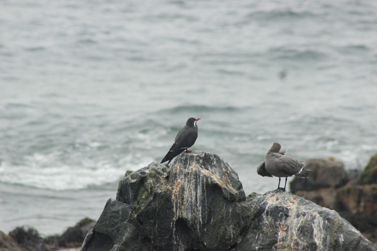 Inca Tern - Rafael Romagna