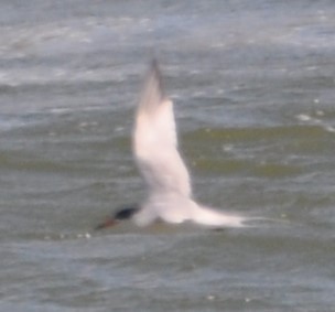 Common Tern - Bill Huser