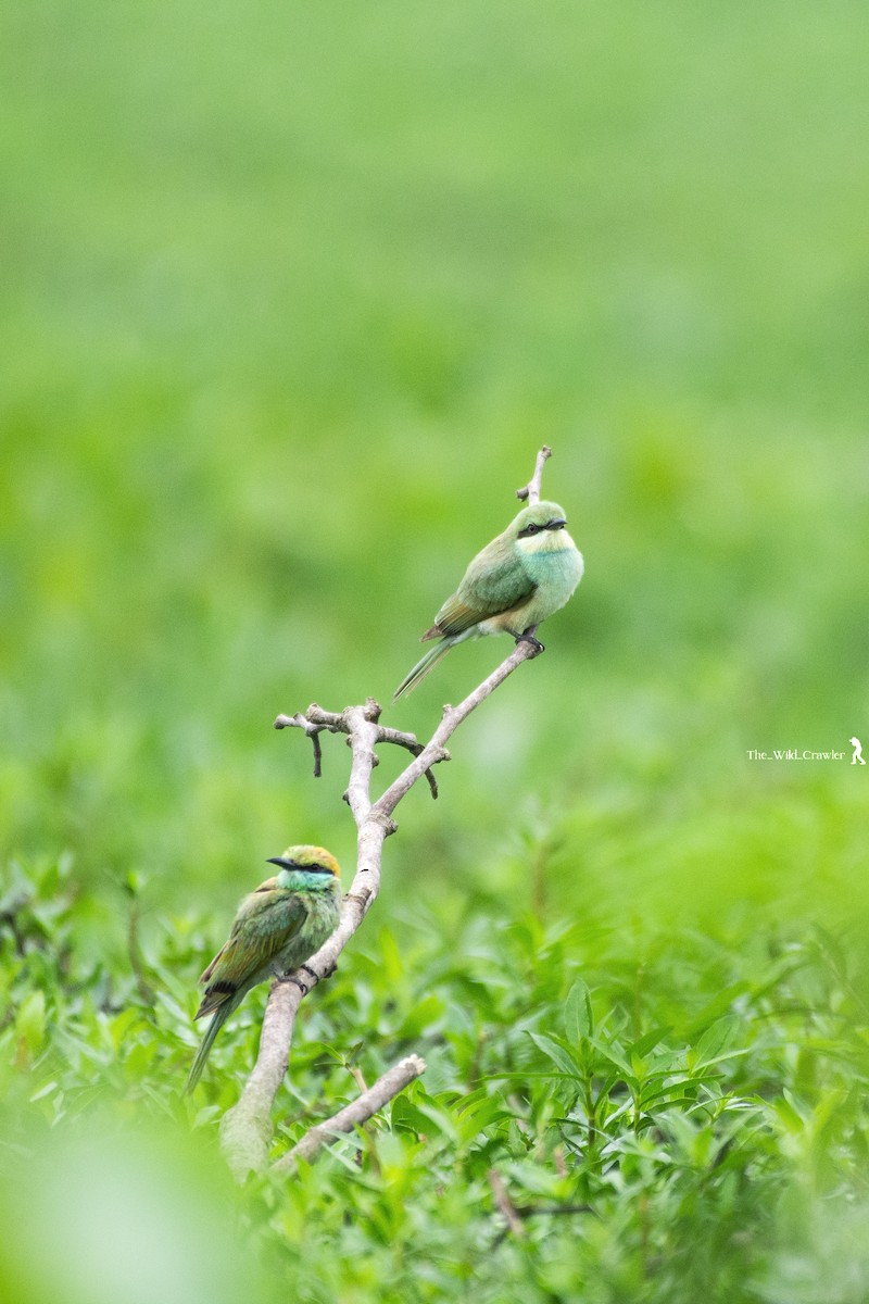 Asian Green Bee-eater - ML619565442