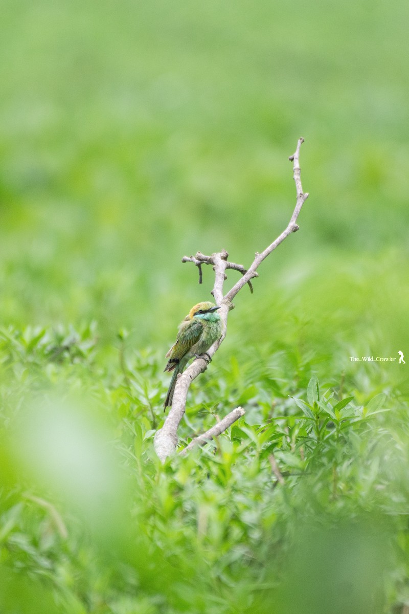 Asian Green Bee-eater - Abhijith s
