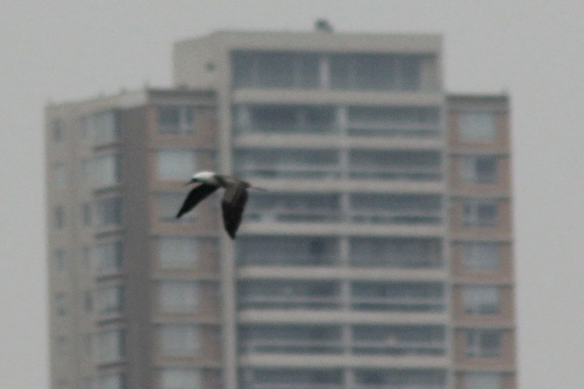 Peruvian Booby - ML619565444