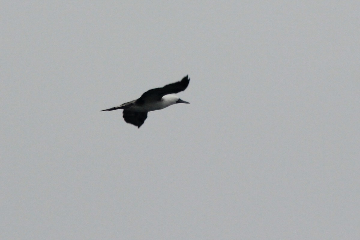 Peruvian Booby - Rafael Romagna