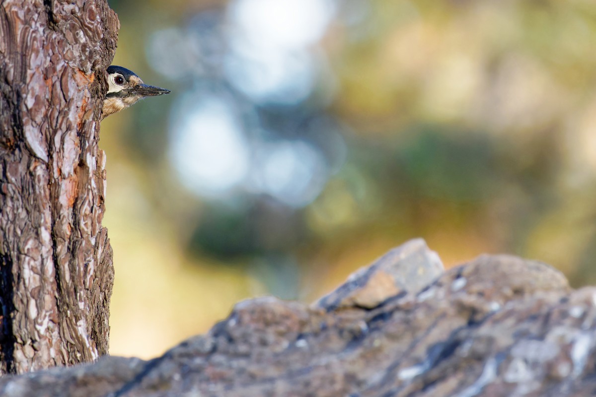 Great Spotted Woodpecker (Canarian) - Avihu Nussbaum