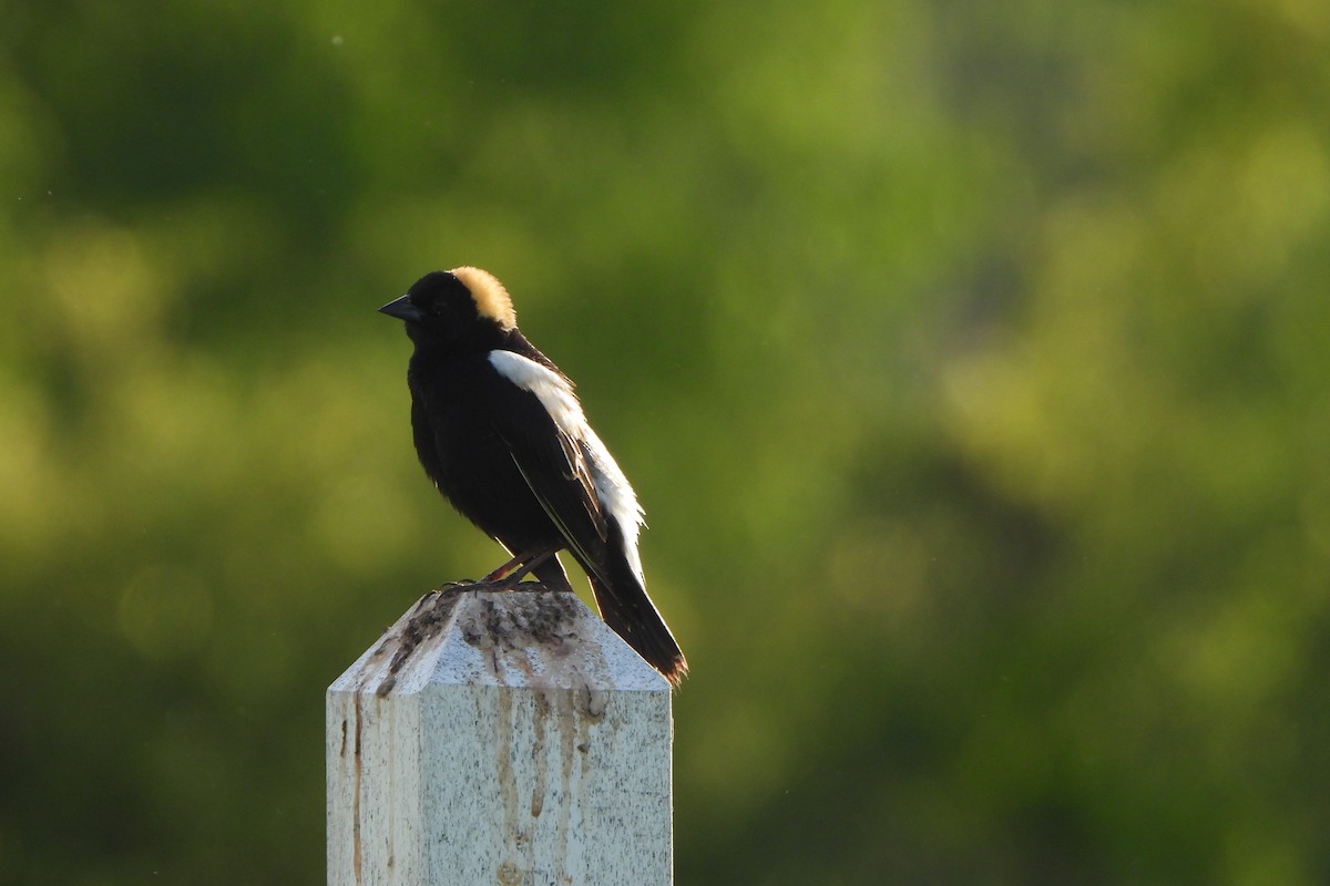 Bobolink - Yana Levchinsky