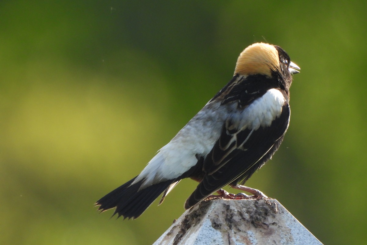 Bobolink - Yana Levchinsky