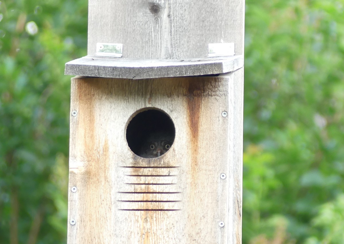 Eastern Screech-Owl - ML619565463