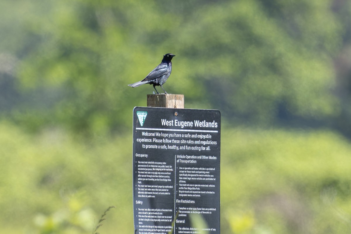 Brewer's Blackbird - Phil Thompson