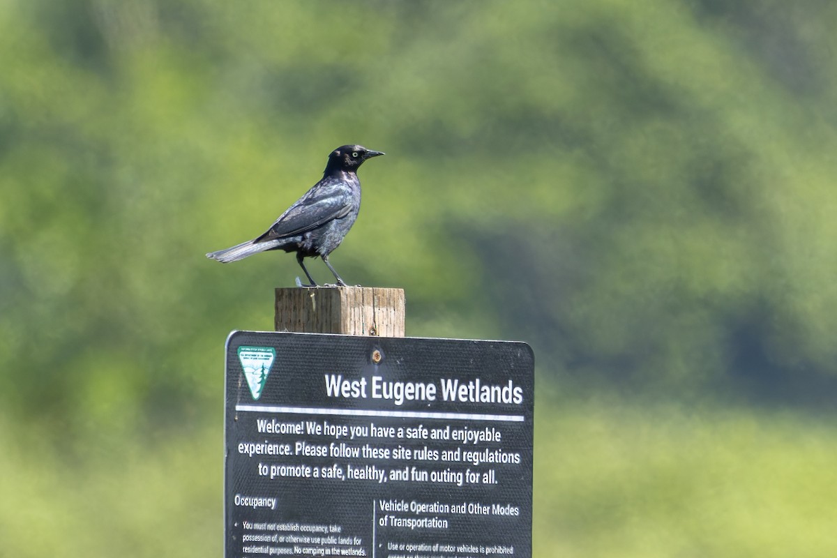 Brewer's Blackbird - ML619565469