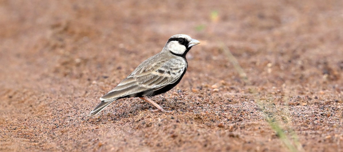 Ashy-crowned Sparrow-Lark - Subramniam Venkatramani