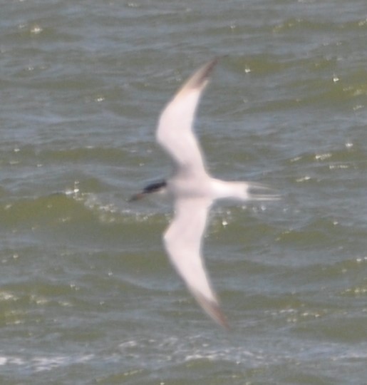 Common Tern - Bill Huser