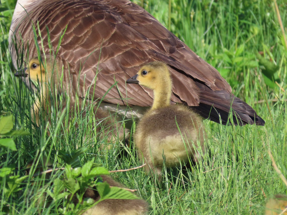 Canada Goose - Sue and Tom Santeusanio