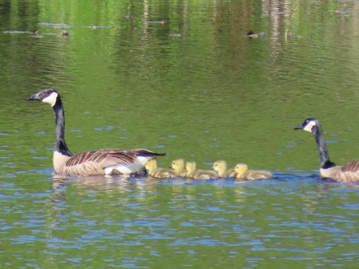 Canada Goose - Sue and Tom Santeusanio