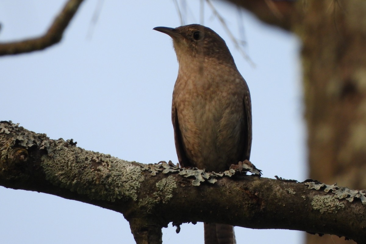 House Wren - Yana Levchinsky